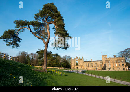 Frühling-Narzissen in Newstead Abbey in Nottinghamshire, England UK Stockfoto