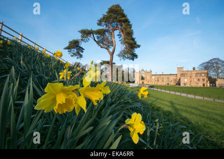 Frühling-Narzissen in Newstead Abbey in Nottinghamshire, England UK Stockfoto