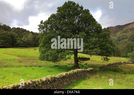 Blick auf einer Eiche (Quercus Robar), Landschaft Grasmere Wasser, Nationalpark Lake District, Cumbria, England, UK Stockfoto