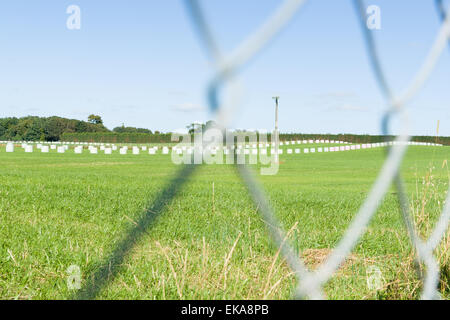 New Zealand Ländliches Motiv, Baled Heu in grün und rosa Kunststoff in entfernten Reihen durch Maschendrahtzaun Draht gewickelt. Stockfoto