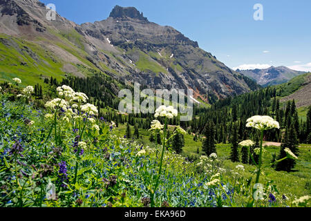 Wasserkocher-Berg und Wildblumen, Yankee Boy Becken, in der Nähe von Ouray, Colorado USA Stockfoto