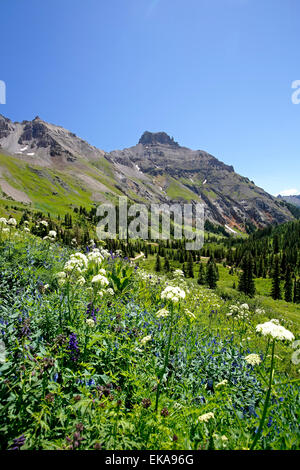 Wasserkocher-Berg und Wildblumen, Yankee Boy Becken, in der Nähe von Ouray, Colorado USA Stockfoto