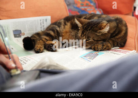Alte Dame genießen die Gesellschaft von ihrem Haustier, Hauskatze, während des Lesens einer Zeitung auf dem Sofa UK Stockfoto