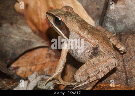 Holz-Frosch, Lithobates Sylvaticus, sitting on Top of Laubstreu in Frontenac Provincial Park, Ontario im Spätsommer Stockfoto