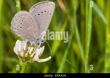 Silbrig blaue Schmetterling, Glaucopsyche Lygdamus, Fütterung von Klee Blüte in wenig Cataraqui Conservation Area, Ontario Stockfoto