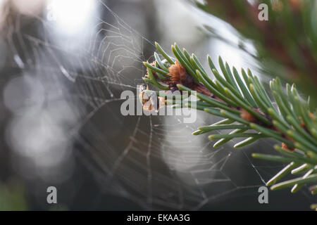 Fliegen Sie grüne Spinne gefangen. Makro Stockfoto