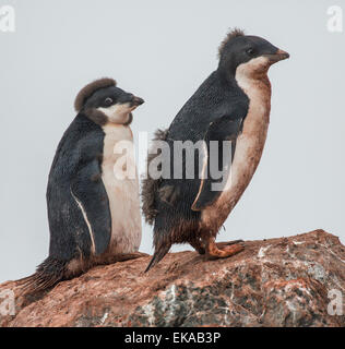 Adelie Pinguinküken (Pygoscelis Adeliae), Yalour Inseln, Antarktis Stockfoto