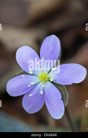 Closeup oder Runde-gelappt Leberblümchen, Anemone Americana, wächst in Papageien Bay Conservation Area, Ontario Stockfoto