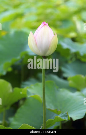 Indischen Lotus (Nelumbo Nucifera) in einem Teich in Australien. Stockfoto