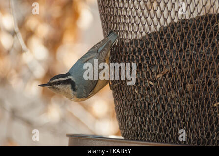 Red-breasted Kleiber Sitta Canadensis im Hinterhof Samen feeder Stockfoto