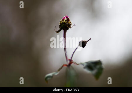 Toten Rose verfallenden mit schönen Farben Stockfoto