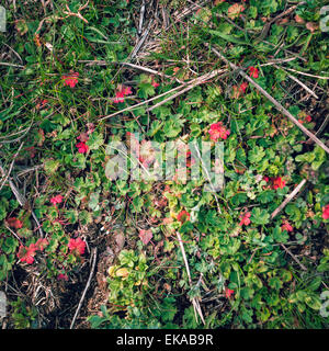 Schönen grünen Rasen mit roten Blättern. Makro. Natürlichen Hintergrund im Frühjahr Stockfoto