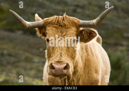 Eine Kuh in einem Feld in der Nähe von Valencia de Alcántara, Extremadura, Spanien Stockfoto