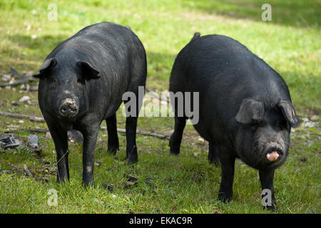 Schwarzen iberischen Schweinen auf einer Wiese. Extremadura-Spanien Stockfoto