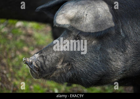 Schwarzen iberischen Schweinen auf einer Wiese. Extremadura-Spanien Stockfoto