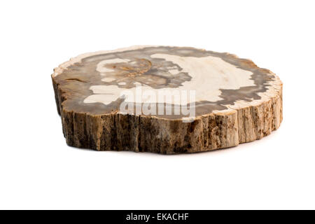 Flache Ansicht ein Stück versteinertes Holz in Madagaskar gefunden. Isoliert auf weißem Hintergrund. Stockfoto