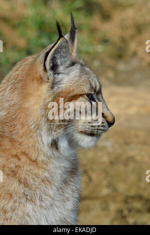 Europäische Luchs Seitenansicht (nur zur redaktionellen Nutzung) Stockfoto