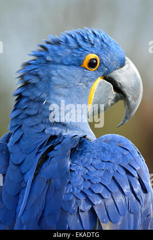 Hyazinth-Ara (Anodorhynchus Hyacinthinus) Stockfoto