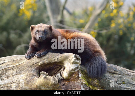 Wolverine, Gulo Gulo abzuringen auf einem Baumstamm Stockfoto