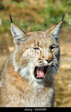 Europäische Luchs Gähnen Stockfoto