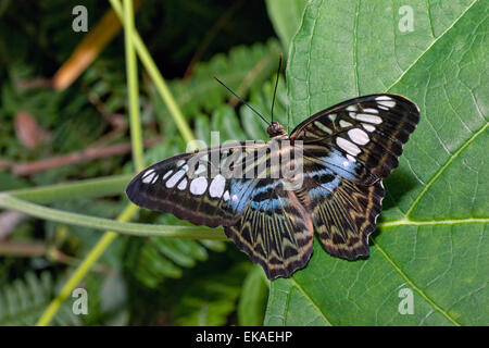 Parthenos Sylvia Lilacinus - blaue Clipper - Nymphalid Schmetterling aus Südost-Asien Stockfoto