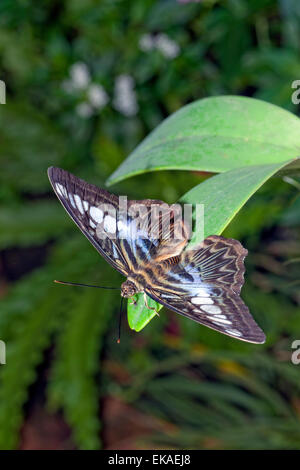 Parthenos Sylvia Lilacinus - blaue Clipper - Nymphalid Schmetterling aus Südost-Asien Stockfoto