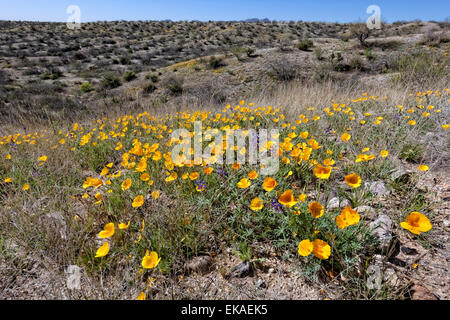 California Poppies Spring Bloom - Eschscholzia Californica - Sonora-Wüste - Süd-Arizona Stockfoto