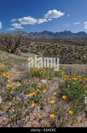 Kalifornien Mohn (Eschscholzia Californica) & Wüste Lupine (Lupinus Sparsiflorus) Spring Bloom-Catalina State Park - Arizona Stockfoto