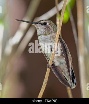 Costas Kolibri - Calypte besteht (weiblich) Stockfoto