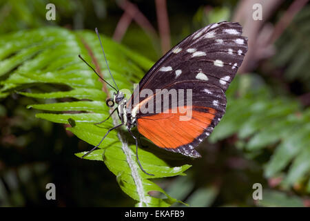 Tiger Longwing, Hecale Longwing, goldene Longwing oder goldene Heliconian - Heliconius Aigeus - Central & Südamerika Stockfoto