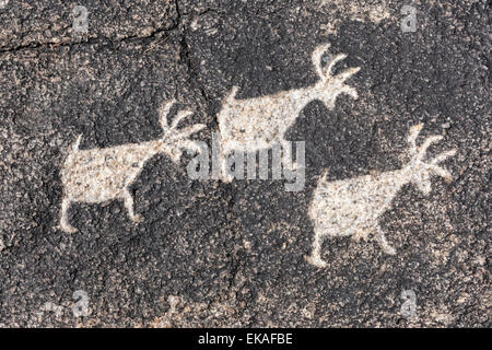 Petroglyphen erstellt durch die Hohokam-Indianer, die die Täler rund um Phoenix und Tucson zwischen C.E. 300Ð1500 besetzt Stockfoto