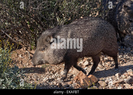 Collared Peccary - südlichen Arizona auch Javelina oder Skunk Schwein oder Moschus Hog - Pecari tajacu Stockfoto