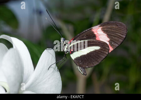 Postbote Schmetterling, gemeinsame Briefträger - Heliconius Melpomene Rosina - Mittelamerika Stockfoto