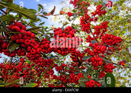 Pyracantha (Beeren) ist eine Gattung der dornige immergrüne große Sträucher in der Familie der Rosengewächse, mit gemeinsamen Namen Feuerdorn Stockfoto