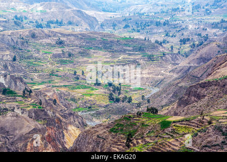 Terrassen aus Inka-Zeiten im Colca Canyon in Peru Stockfoto