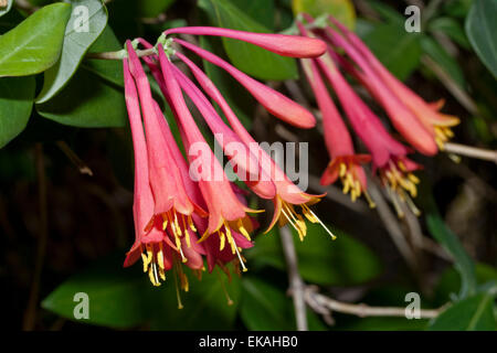 Trompete Geißblatt - Lonicera sempervirens Stockfoto