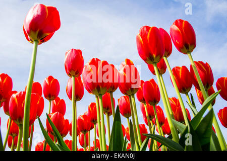 Große rote Tulpen blühen im zeitigen Frühjahr gegen strahlend sonnigen blauen Himmel. Stockfoto