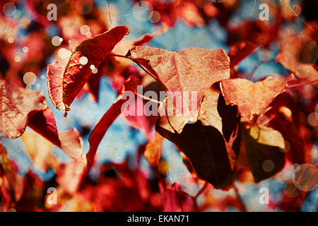 Rotes Laub eines Kirschbaums gegen den blauen Himmel, schöne bunte Herbstlaub. Vintage-look Stockfoto