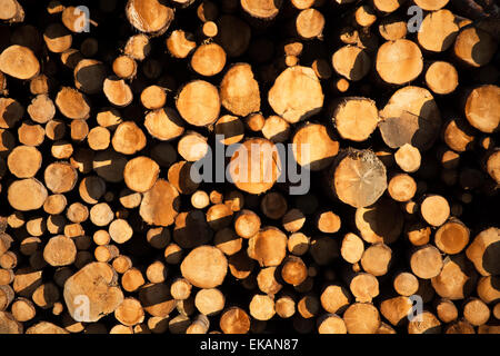Ein Haufen von großen Bäumen zeigen ihre Stämme im Abendlicht Stockfoto