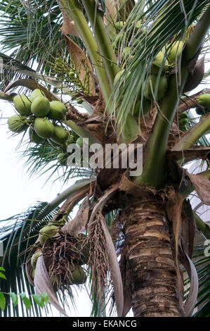 Baum Kokosnuss Saft Anlagenumgebung Stockfoto