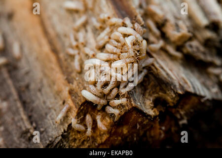 Unterirdische Termiten (Reticulitermes Flavipes) Befall - USA Stockfoto