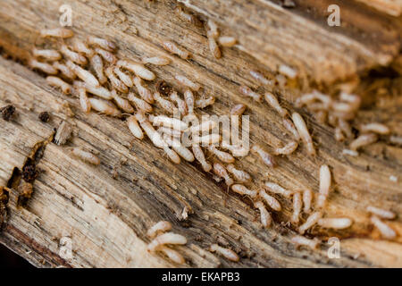 Unterirdische Termiten (Reticulitermes Flavipes) Befall - USA Stockfoto