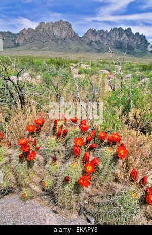 Im April und Mai erscheinen die roten Blüten eines Claret Cup Kaktus, Echinocereus Triglochidatus. Stockfoto