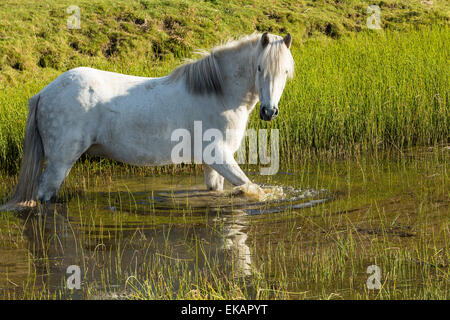 Pferd auf der Wiese in Island Stockfoto