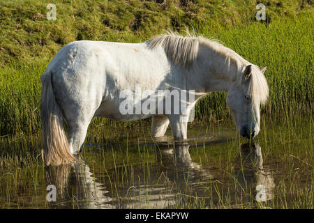 Pferd auf der Wiese in Island Stockfoto