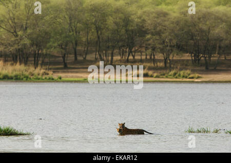 Ein royal Bengal Tiger und ihr junges schwimmen in einem See im Ranthambhore National Park Stockfoto