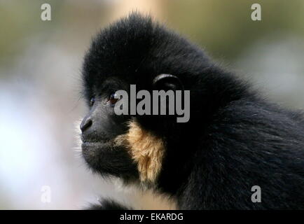 Männliche gelbe Wangen Gibbon (Nomascus Gabriellae), auch bekannt als Golden-cheeked crested Gibbon in Profilbildnis. Stockfoto