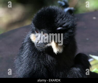 Männliche gelbe Wangen Gibbon (Nomascus Gabriellae), auch bekannt als Golden-cheeked crested Gibbon Burgers' Zoo, Arnheim, Niederlande Stockfoto