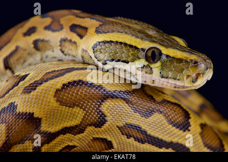 African Rock Python (Python Sebae) Stockfoto