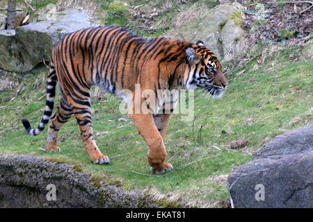 Nahaufnahme von einer Reifen Sumatra-Tiger (Panthera Tigris Sumatrae) auf der Pirsch Stockfoto